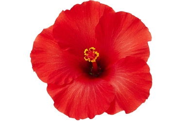 Hibiscus Adonia Red Variety Thumbnail.jpg